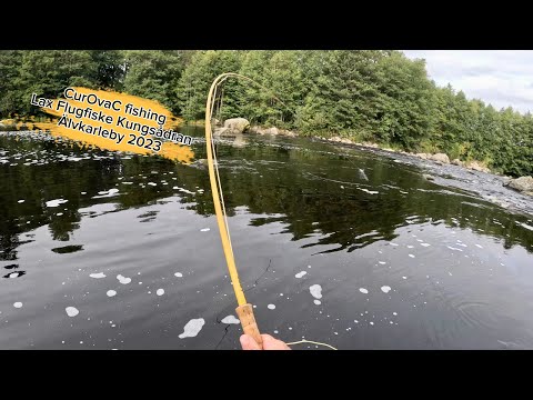 Lax Flugfiske Kungsådran Älvkarleby 2023 @TheCurovac