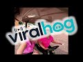Attempt to Shotgun a Claw Fails || ViralHog