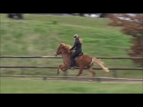 FIZO Kronshof 2021 - Nös vom Kronshof