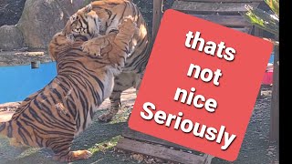 Not a video for the faint hearted !