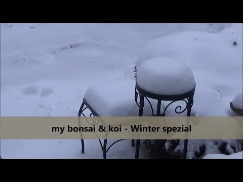 Bonsai 2021-6 - Winter spezial - gegen die Kälte gewappnet