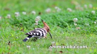 ヤツガシラ同じ公園に別個体現る(動画あり)