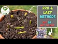 Venus Fly Trap Flower Stalk Propagation Master Class Pro Lazy Method Everything You Need To Know