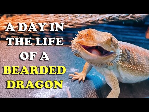 A DAY IN THE LIFE OF A BEARDED DRAGON!! | KRISTEN AND KIRBY