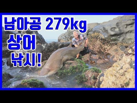[해외 바다 낚시] 남아공 279kg 상어 낚시!