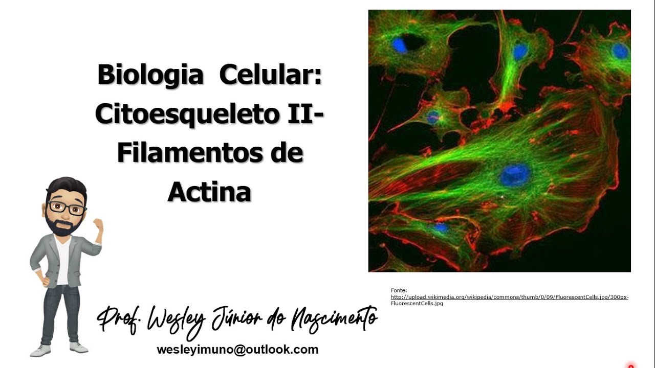 Biologia Celular-Ensino Superior-Aula 21:Citoesqueleto II- Microfilamentos