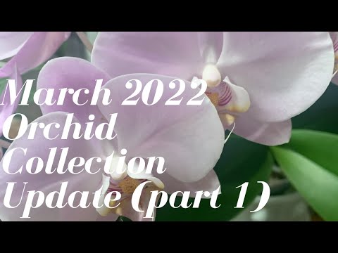 March 2022 Orchid Collection Update || Part 1 Part 1 Orchid collection