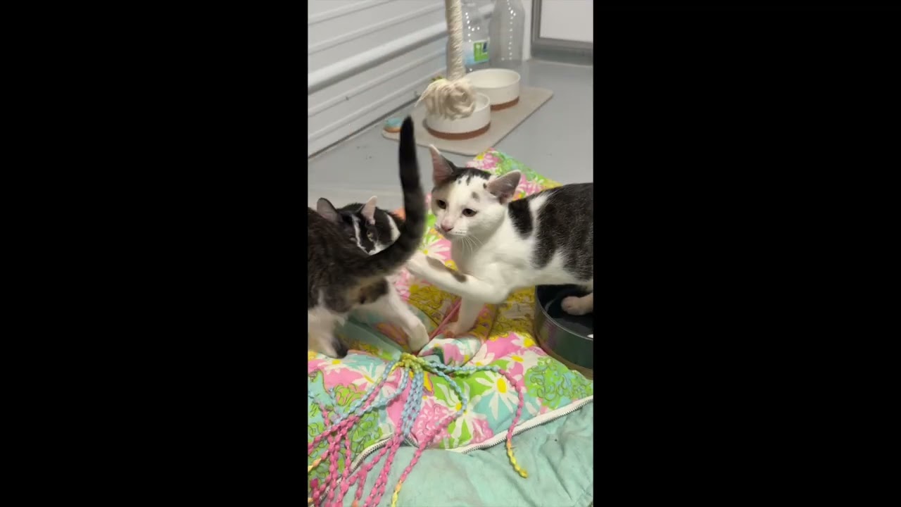 Enlarge Captain America, a Adoptable mixed breed in West Seneca, NY video 6/6
