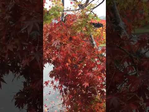 レッドカエデ 'ディセクタム ガーネット' 植物