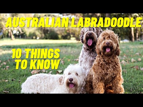 image-What makes Australian Labradoodles different?