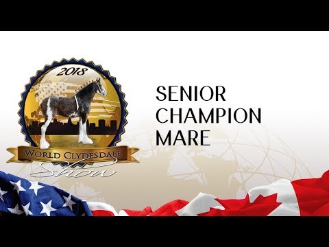 Senior Champion Mare