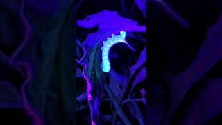 Best Weapon Against Tomato Hornworms || DHBG #gardeningtips #garden #tomato