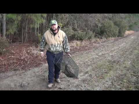 Predator Trapping LCW Style