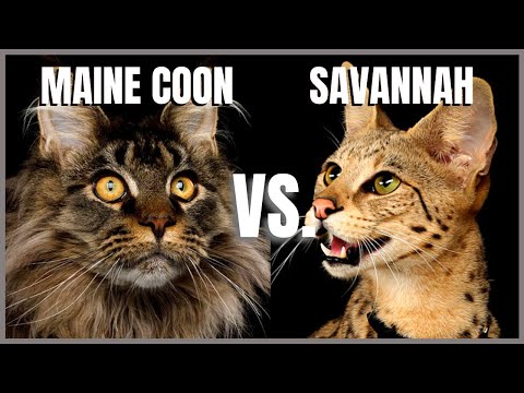 Maine Coon Cat VS. Savannah Cat