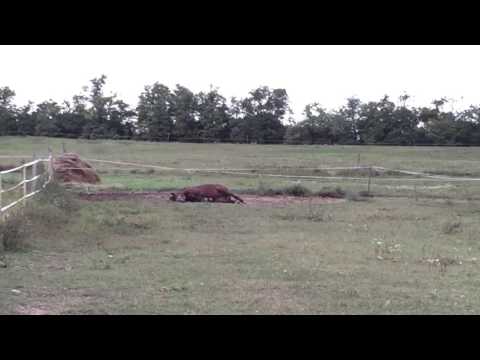 Lardon karámozik 🐴🏇🏆🍀❤️