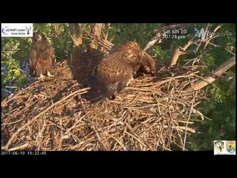 Trio Nest - Fledglings - Reunion at the Nest - Fish Deliveries - June 10, 2017