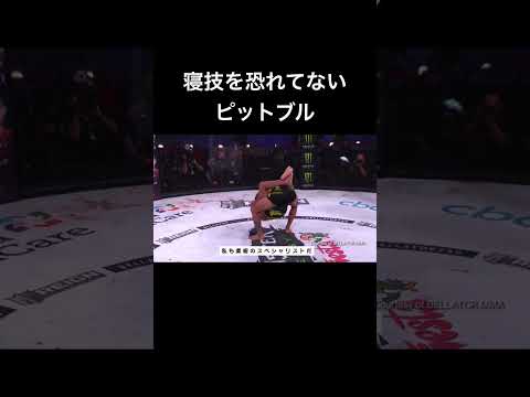 寝技を恐れないピットブルがやばすぎる….【RIZIN】#shorts