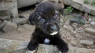 We Rescued a Tiny Puppy who Lost his Family