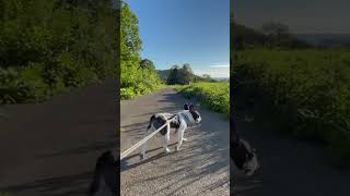 【frenchie】田舎の朝は気持ちいい🐶🐾 　　　　　　　　　　　　　　　　　　    “Mornings in the countryside are refreshing.” #shorts