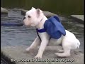 NETWORK MARKETING UPLINE ROLE MONKEY HELPS DOG TO CROSS A RIVER