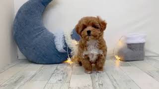 ハーフ犬の動画01