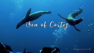 Sea Lions in the Sea of Cortez