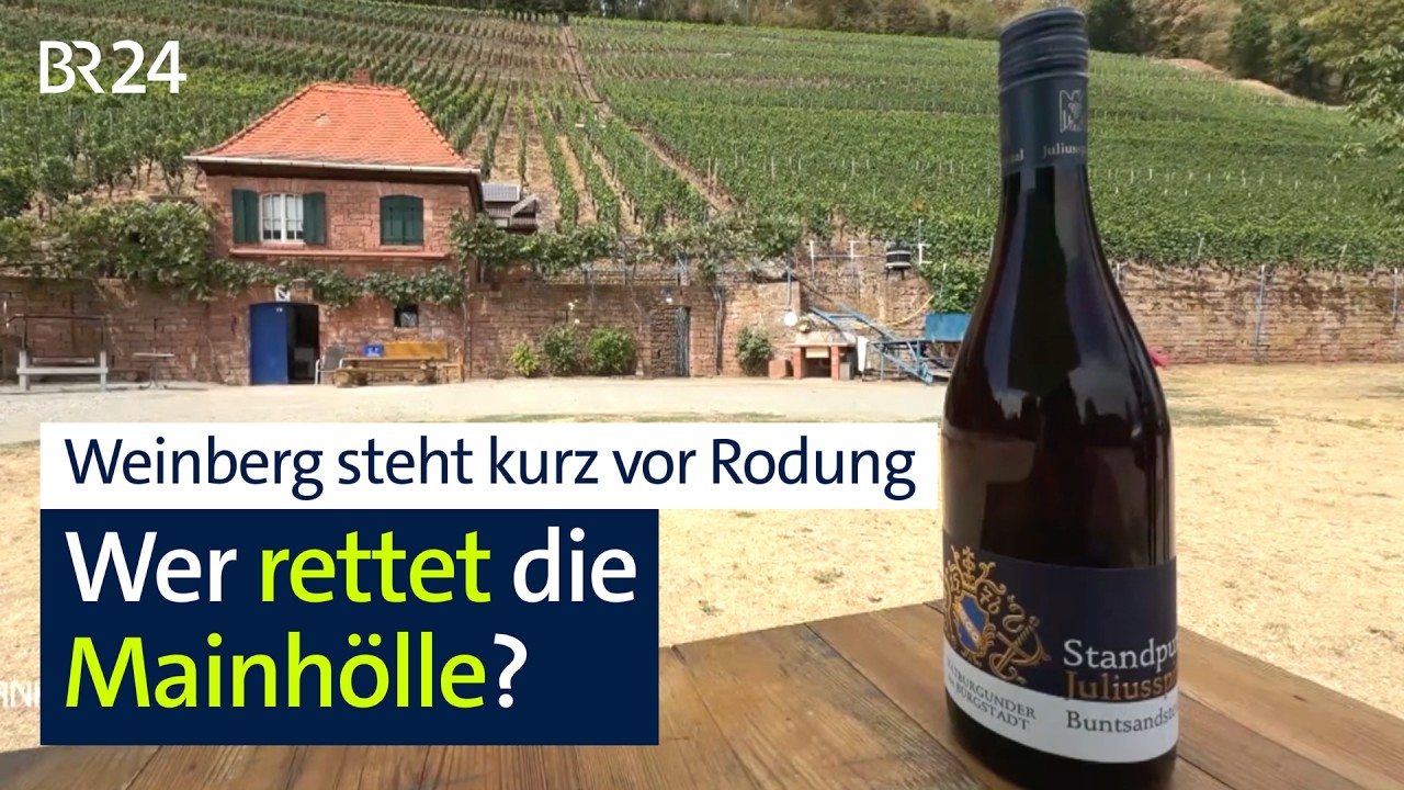 Drohende Rodung: Mainhölle in Bürgstadt in Gefahr I BR24