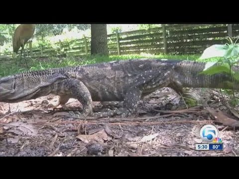 Warning about nile monitor lizard