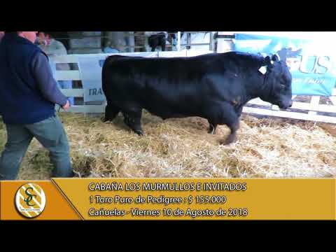 10-08-18 Venta de Toros P.P. - Cabaña Los Murmullos e Invitados - Cañuelas