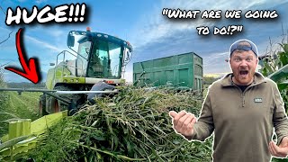 The Most Incredible Crop Ever!... Monster Maize!