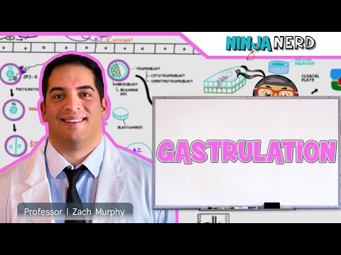 Embryology | Gastrulation