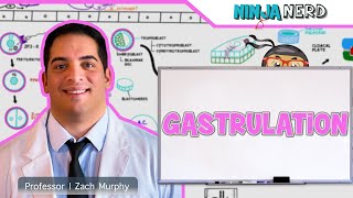Embryology - Gastrulation