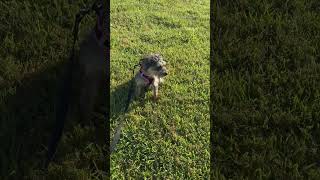 Video preview image #1 Border Terrier-Unknown Mix Puppy For Sale in Rosenberg, TX, USA
