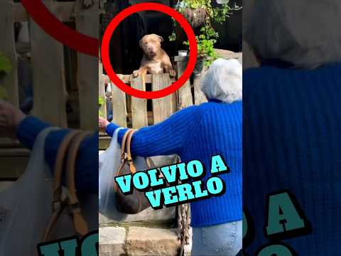 5 Reencuentros Increíbles Entre Animales y Humanos   #historiassorprendentes