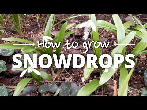 A Simple Guide to Growing Snowdrops