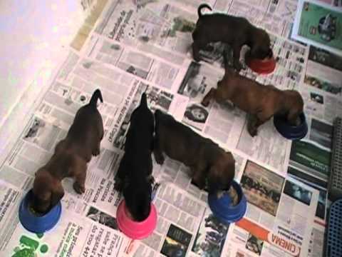 FILHOTINHOS DE TODDY & BELLA VOL 2