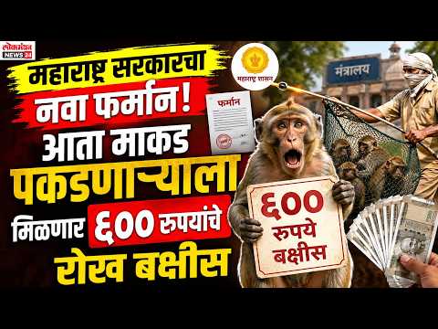 महाराष्ट्र सरकारचा नवा फर्मान! आता माकड पकडणाऱ्याला मिळणार ६०० रुपयांचे रोख बक्षीस