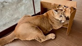 У Месси появилась игровая комната и супер game box! 