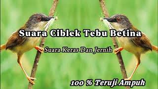 Download lagu Ciblek Tebu Betina Cocok Untuk Pacingan Dan Masteran || 99% Langsung Nyaut‼️ mp3 Download lagu Ciblek Tebu Betina Cocok Untuk Pacingan Dan Masteran || 99% Langsung Nyaut‼️ mp3