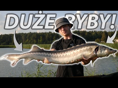 BIG FISH ON FEEDER BOMB AND METHOD FEEDER!