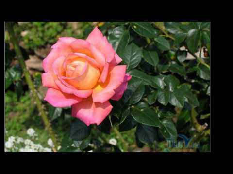 С днём рождения Елена Ч. (Москва)