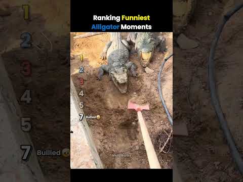 Ranking Funniest Alligator Moments