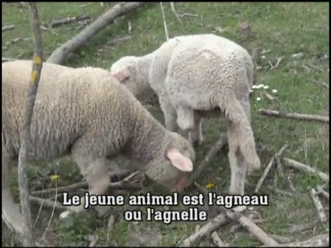 Le mouton - le bélier - la brebis - l'agneau ou l'agnelle