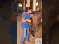 A Girl Puts Her Hand In The Back Of The Horse