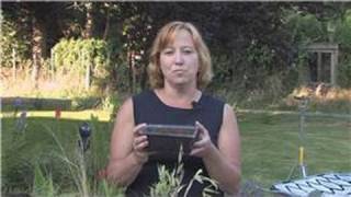 Growing Plants From Seeds : How to Grow Seeds Faster