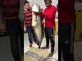 A Boiled Fish Of Large Size Fish Hunting Catching The Big Boal Fish Shorts Shortvideo