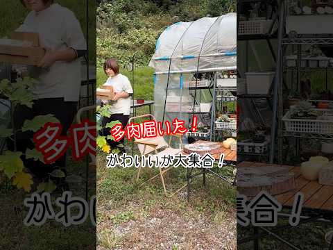 ハイブリッド開花多肉植物フランチェスコ バルディ