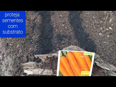 , title : 'Cenoura plantio, desde o preparo do solo, tipos de sementes disponível e a melhor forma p/ germinar.'