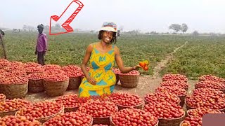 A NIGERIAN FARMER SHARES SECRET ON HOW TO BE A SUCCESSFUL TOMATO FARMER