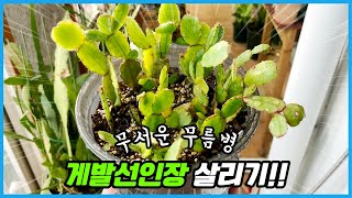 장마, 폭염에 물러버린 게발선인장 살리는 방법!! 식물선반 꿀템 소개까지!!